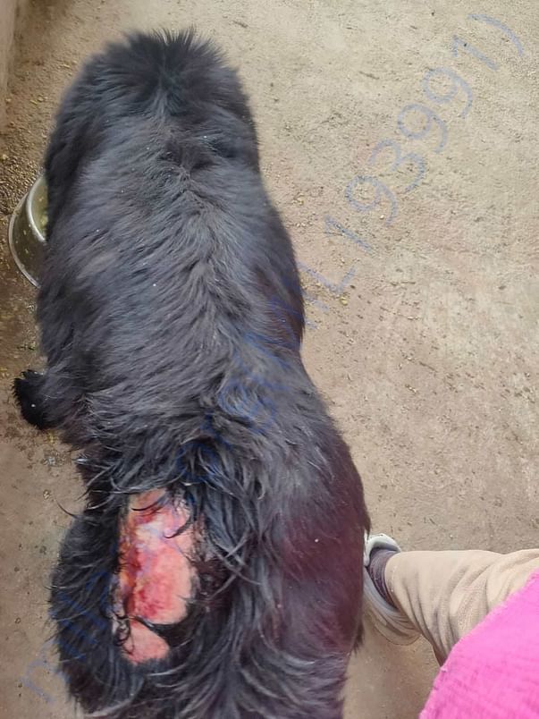Possible Animal Source of COVID-19