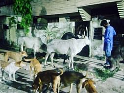 Speechless Souls Need Your Support