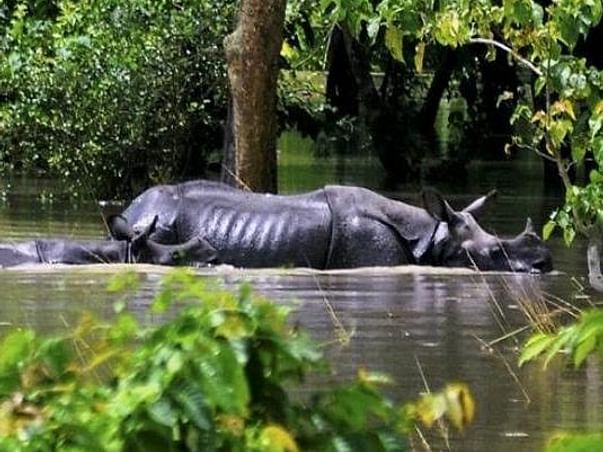 Fight Against Assam Flood