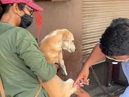 Help Pawni feed and provide anti rabies shot to street animals