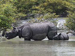 Assam Flood Relief Fundraiser