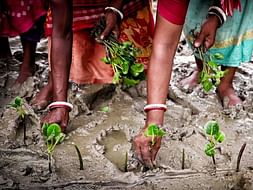 Adopt a Mangrove Plant