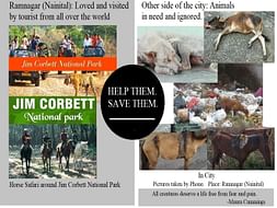 Ramnagar (Nainital) -Help Bring Health Equipment for Injured Animals