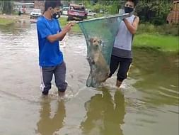 Help us to survive, the singel ngo shelter for animals in city
