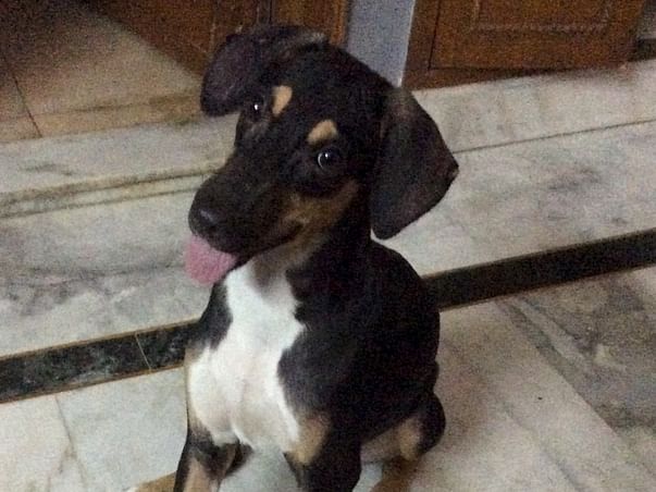 Fund Raising Campaign For Animal Care