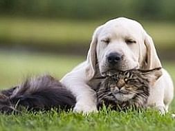 Help Animal During Covid-19