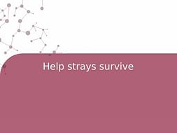 Help strays survive
