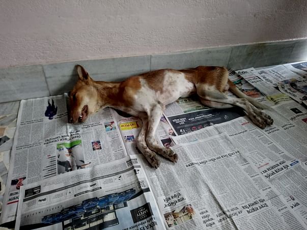 Please save a dying street dog