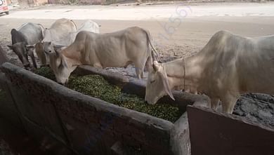 My sewa