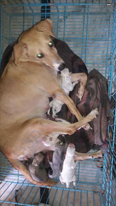 Mother with new born Puppies