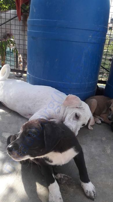 Puppies at shelter