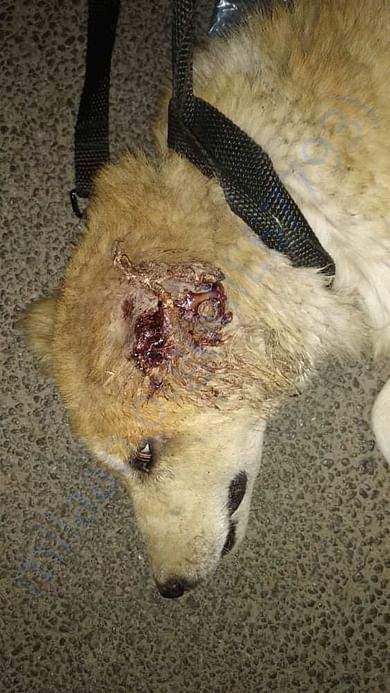 Maggot Wound Treatment