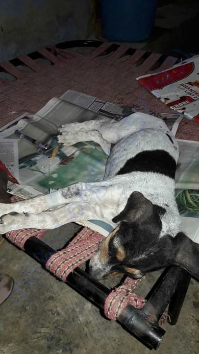 Parvo Treatment at shelter