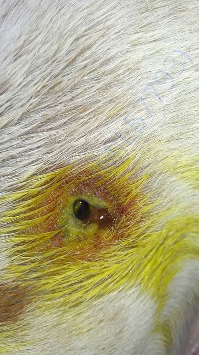 Maggot wound treatment at shelter