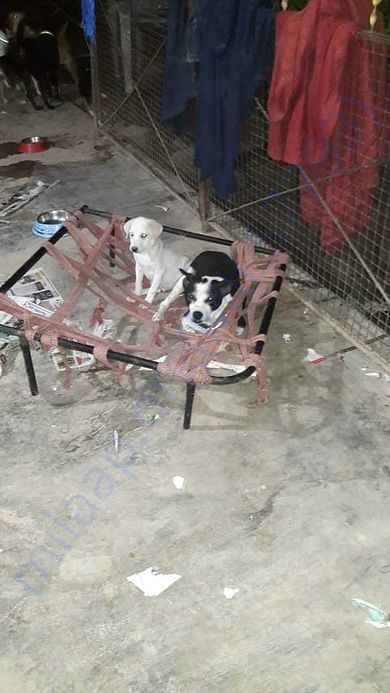 Crime Partner Mother and her puppy