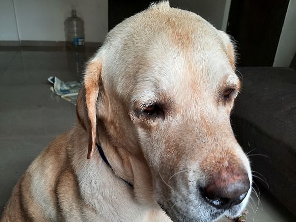 Help the abandoned dogs for a better life