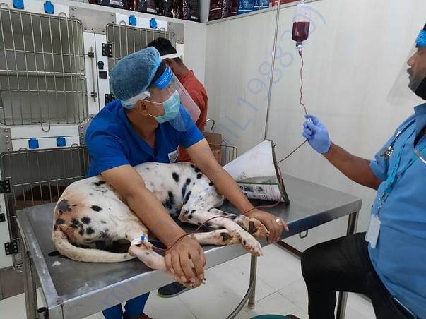 Jack during his blood transfusion