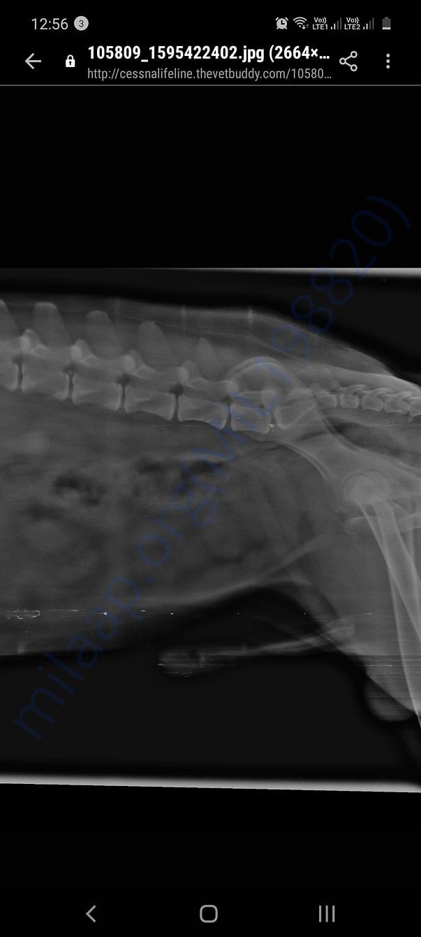 Xrays