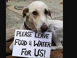 Feed steet dogs
