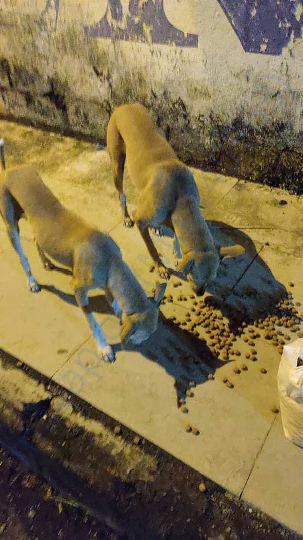 Dinner time