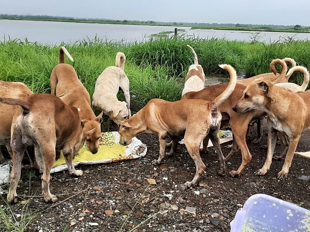 Help me to take care of stray animals during this monsoon season!!!
