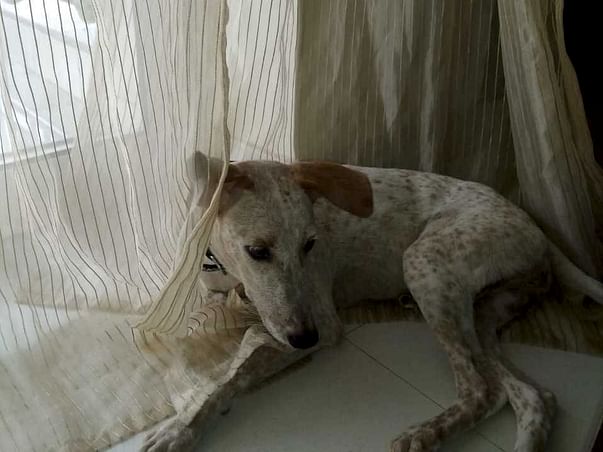 COVID IMPACTED - Help with rescue dog medical care bills