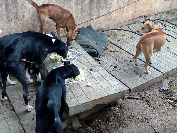 Happy Tails! (Feeding Stray Dogs)