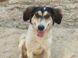 Support Dogs of Kinauni: Sterilisation
