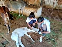 Help the animals who cannot speak there problem by donating in any way