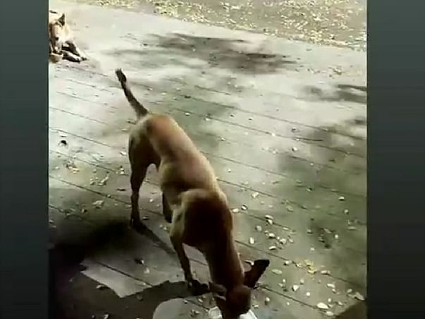 Please help in buying food for stray dogs and cats