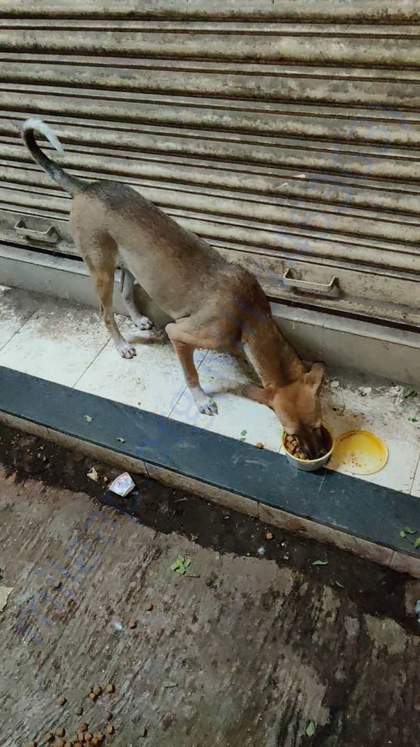 Dinner time