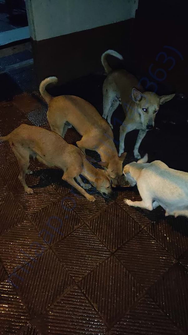 Dinner time