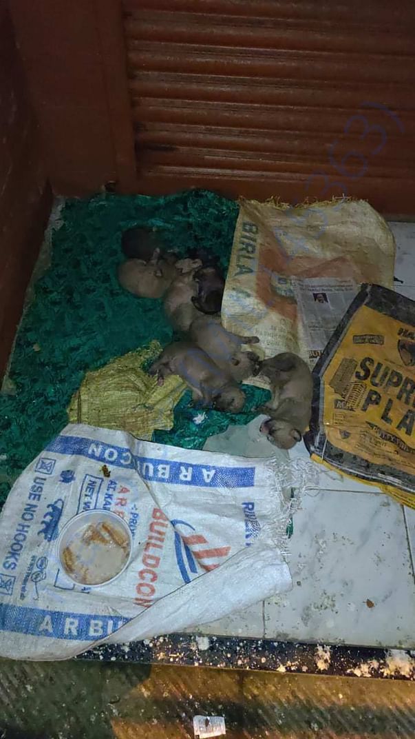 Nursing Mother's Babies
