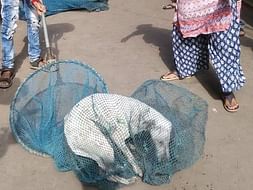 Help Stray dogs to survive