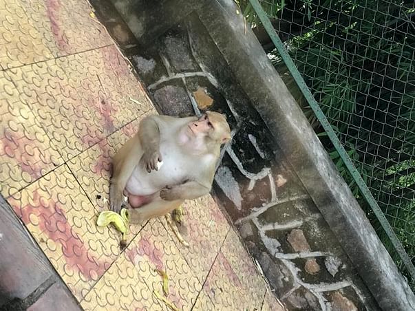 Support Us To Feed Stray Animals During Pandemic