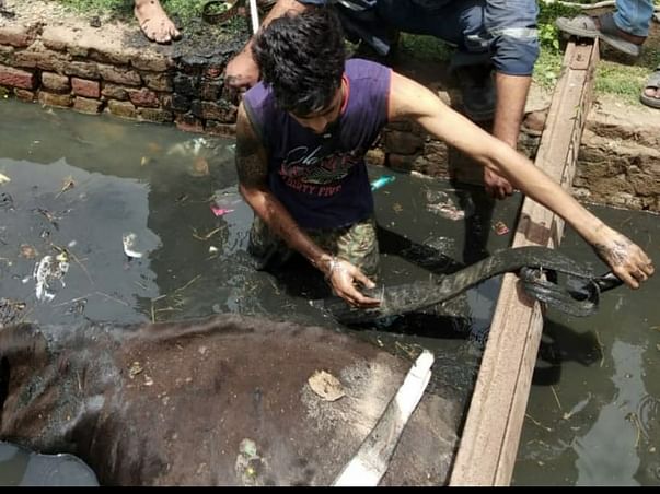 TO HELP INJURED STRAY ANIMALS