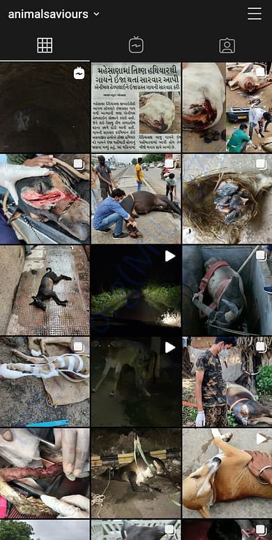 Search 'animalsaviours' on instagram for more
