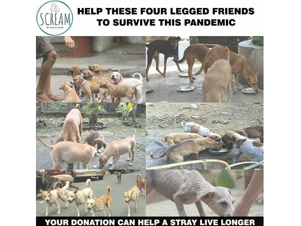 HELP US PROVIDE RESCUE AID, FOOD AND ADOPTION FACILITIES TO THE STRAYS
