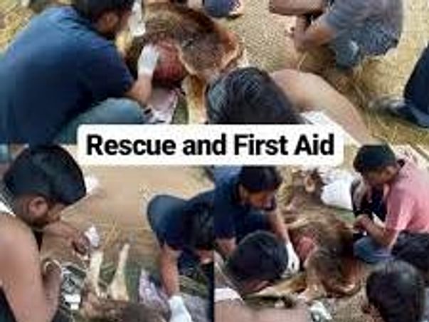Help Me Fight Animal Abuse And Help Struggling Street Dogs