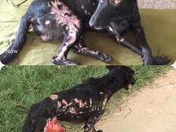 Need Help To Provide Shelter For Homeless Dogs and Animals