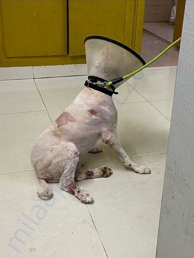 Injured dog in hospital