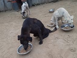 Urgent Fund Required To Continue The Shelter