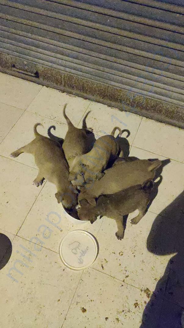 Dinner time