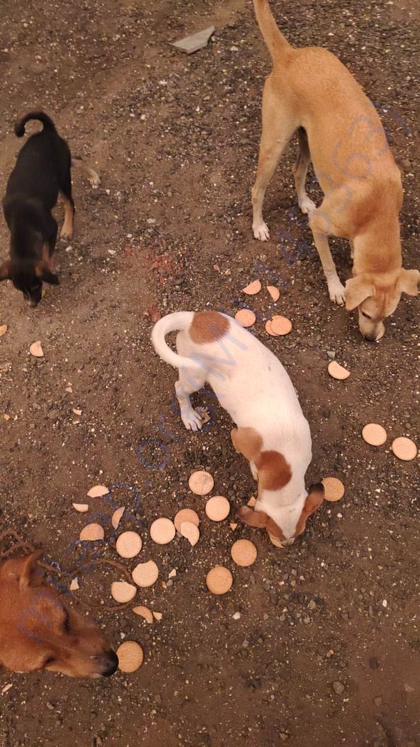 Part of their snacks