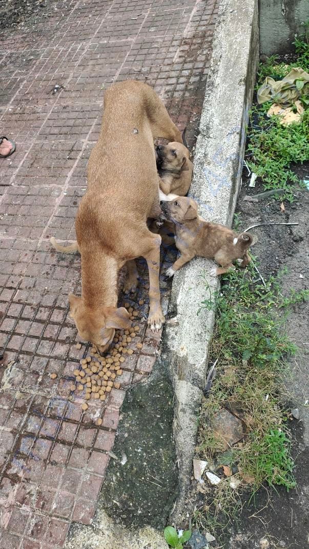 Mama and Babies