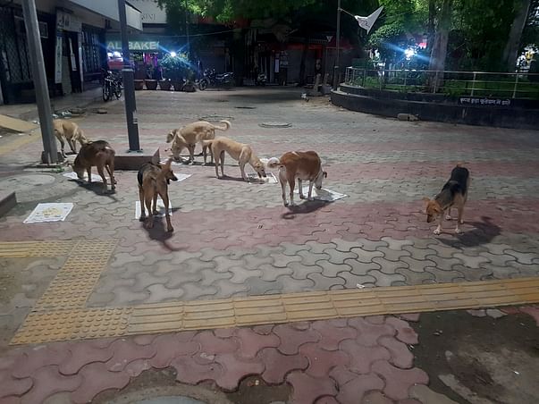 Help feed hungry stray dogs during COVID lockdown