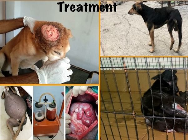For injured and abandoned dogs in Chennai