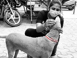 Reflective Collar For strays