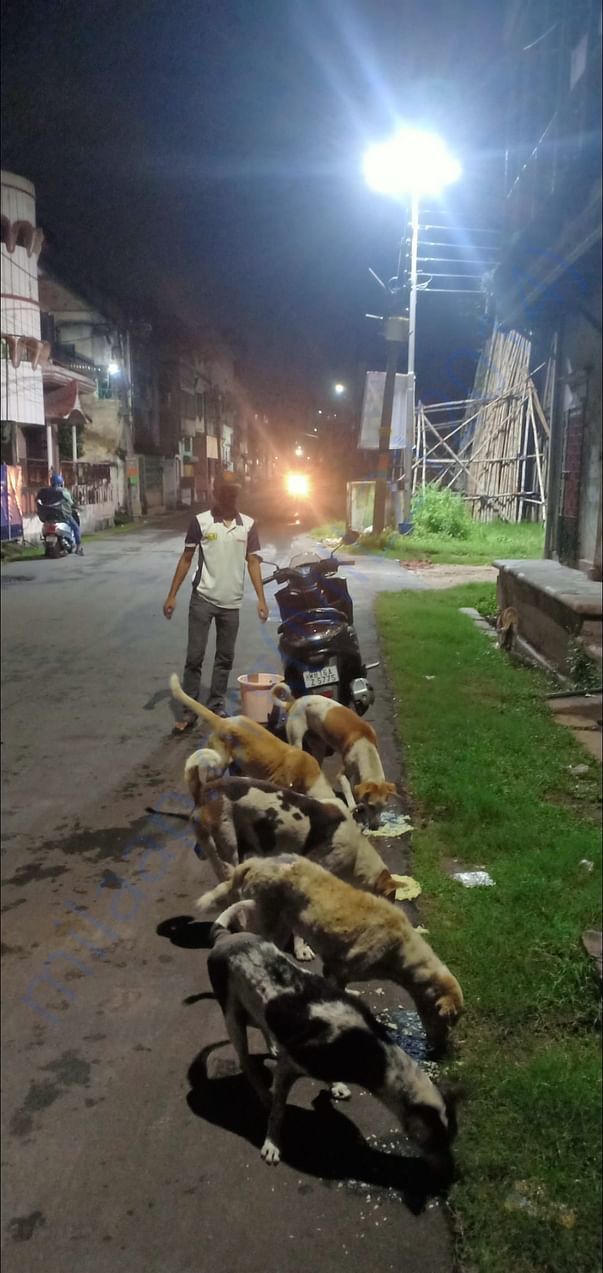 Feeding the dogs