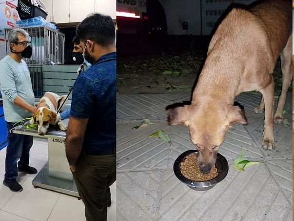 Help Pawzz Feed & Medically assist 150+stray dogs